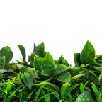 Native Tea Tree Vertical Garden / Green Wall UV Resistant 100cm X 100cm