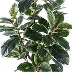 Artificial Bushy Variegated Ficus Tree (Rubber Tree) 120cm